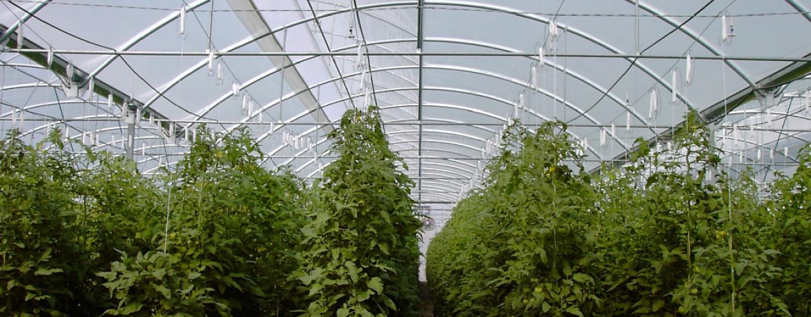 consultores-agronegocios