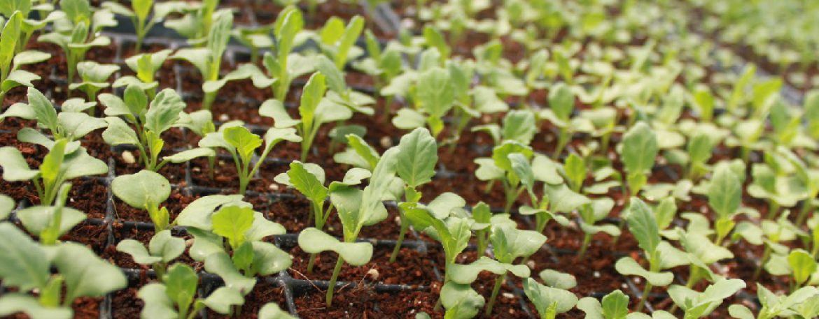 agricultura-sustentable